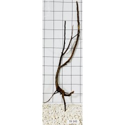 Spiderwood 345