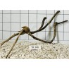Spiderwood 346