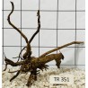 Spiderwood 351