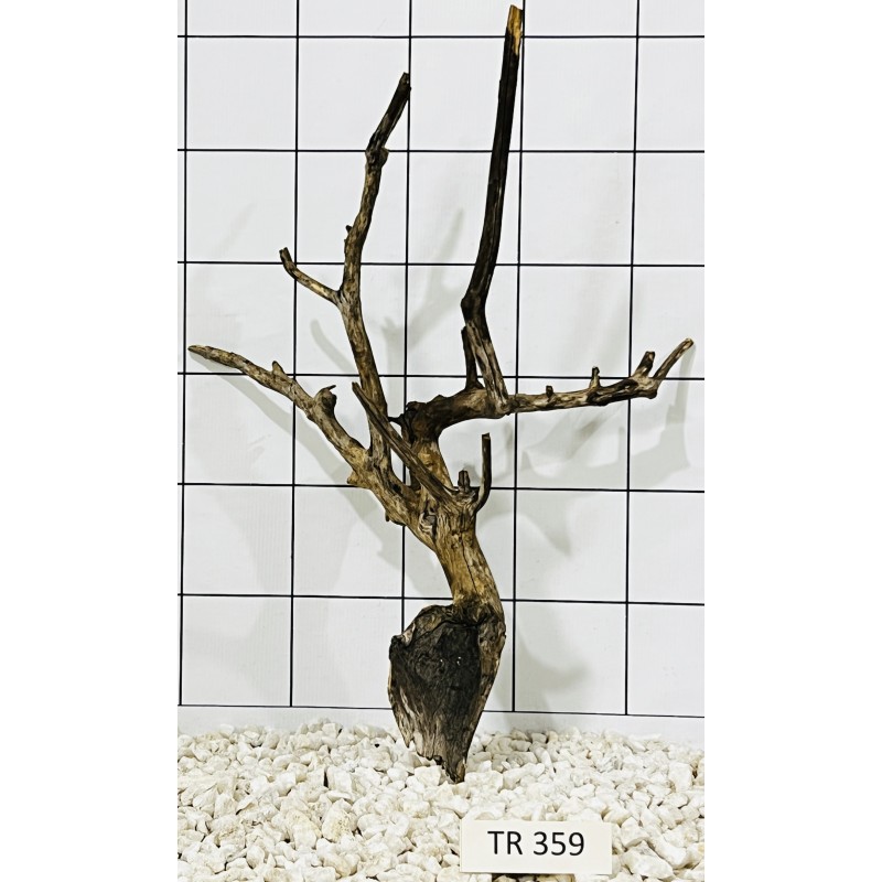 Spiderwood 359