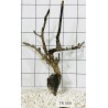 Spiderwood 359