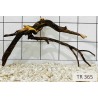 Spiderwood 365