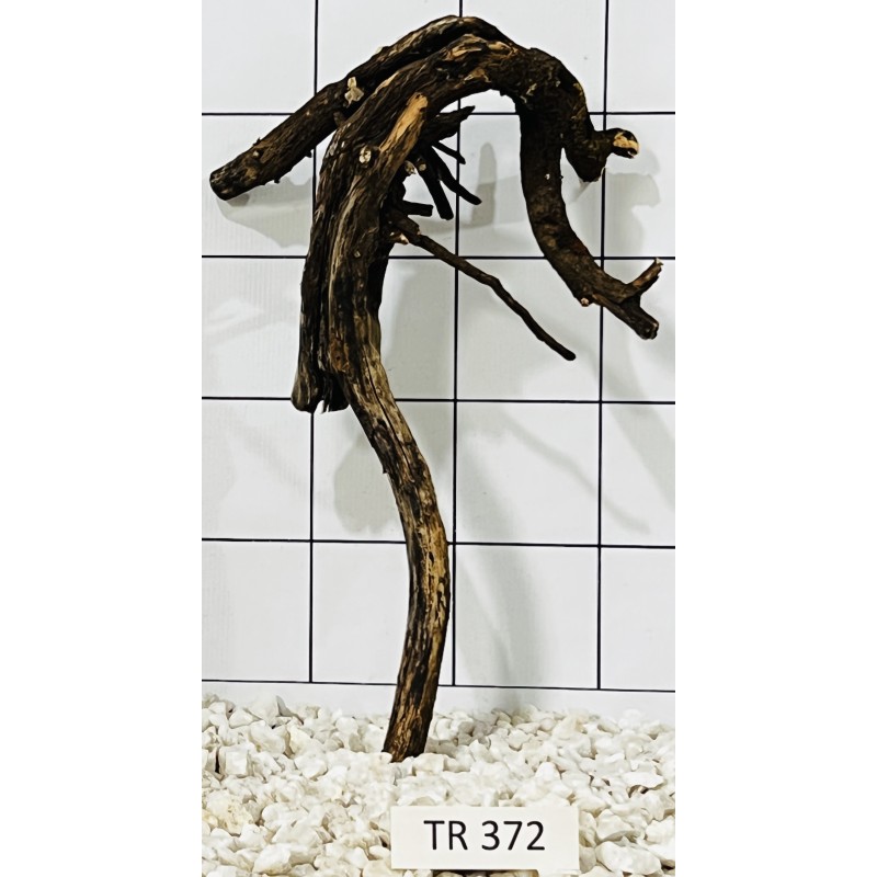 Spiderwood 372