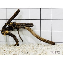 Spiderwood 372