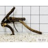 Spiderwood 372