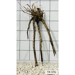 Spiderwood 376