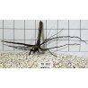Spiderwood 382