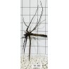 Spiderwood 382