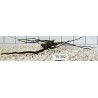 Spiderwood 382