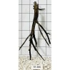 Spiderwood 386