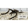 Spiderwood 390