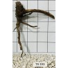 Spiderwood 393