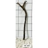 Spiderwood 397