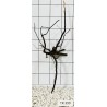 Spiderwood 399