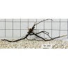 Spiderwood 399