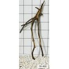 Spiderwood 400