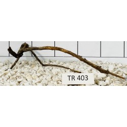 Spiderwood 403