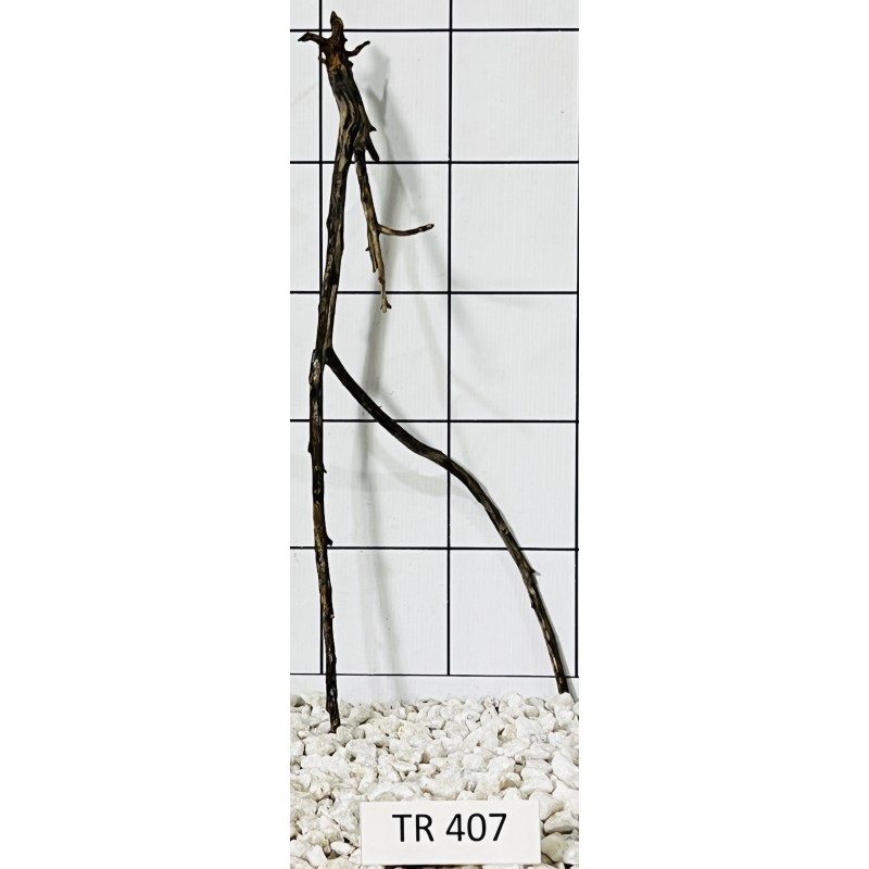 Spiderwood 407
