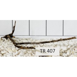 Spiderwood 407