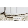 Spiderwood 407