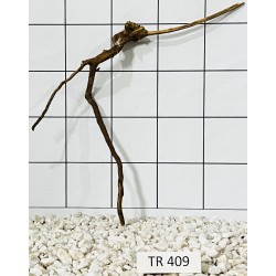 Spiderwood 409