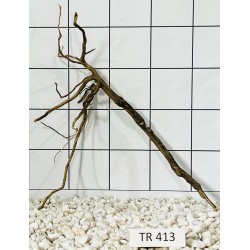 Spiderwood 413