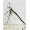 Spiderwood 413