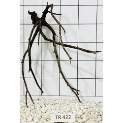 Spiderwood 422