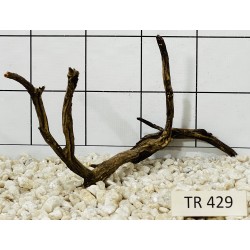 Spiderwood 429