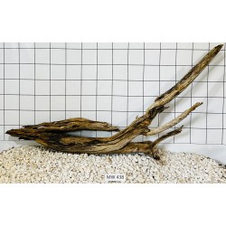 Mangrovewood 438
