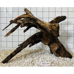 Mangrovewood 443