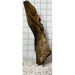Mangrovewood 446