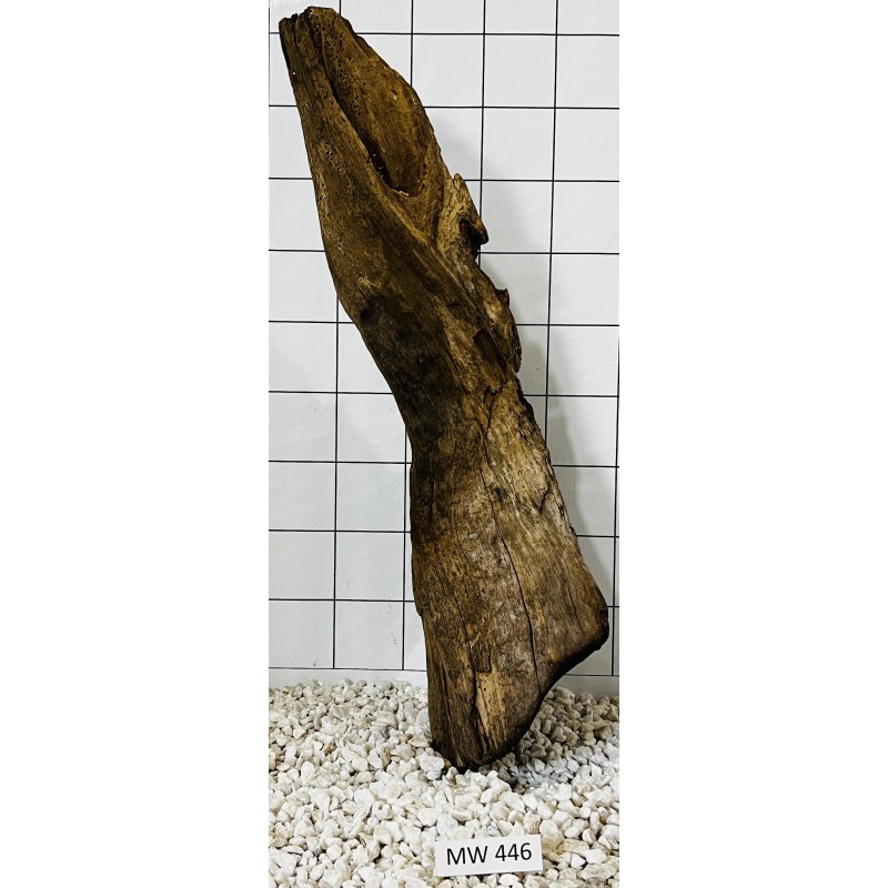 Mangrovewood 446