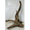 Mangrovewood 448