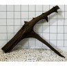 Mangrovewood 454