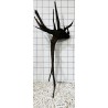 Mangrovewood 457