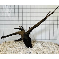 Mangrovewood 457