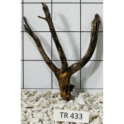 Spiderwood 433