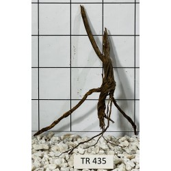 Spiderwood 435