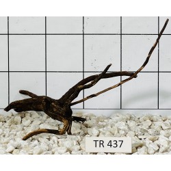 Spiderwood 437