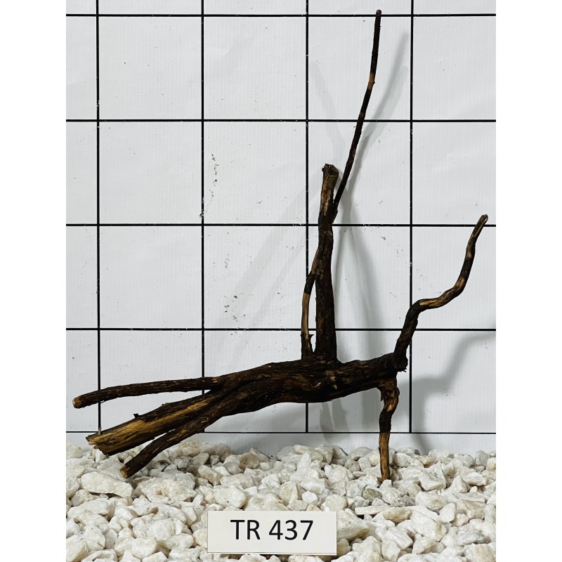 Spiderwood 437