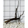 Spiderwood 437
