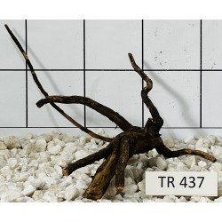 Spiderwood 437