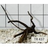 Spiderwood 437
