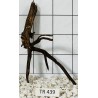 Spiderwood 439