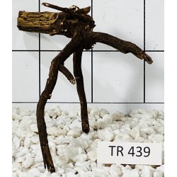 Spiderwood 439