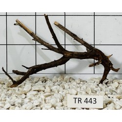 Spiderwood 443