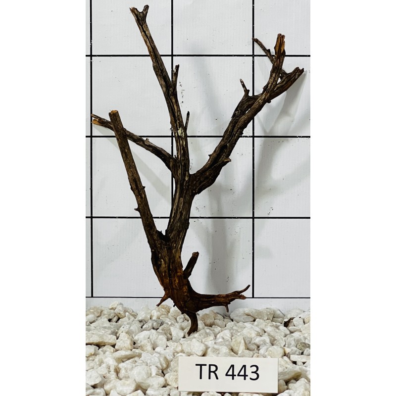Spiderwood 443
