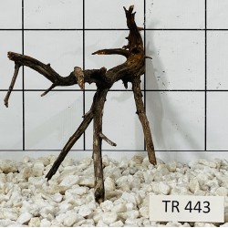 Spiderwood 443