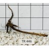 Spiderwood 446